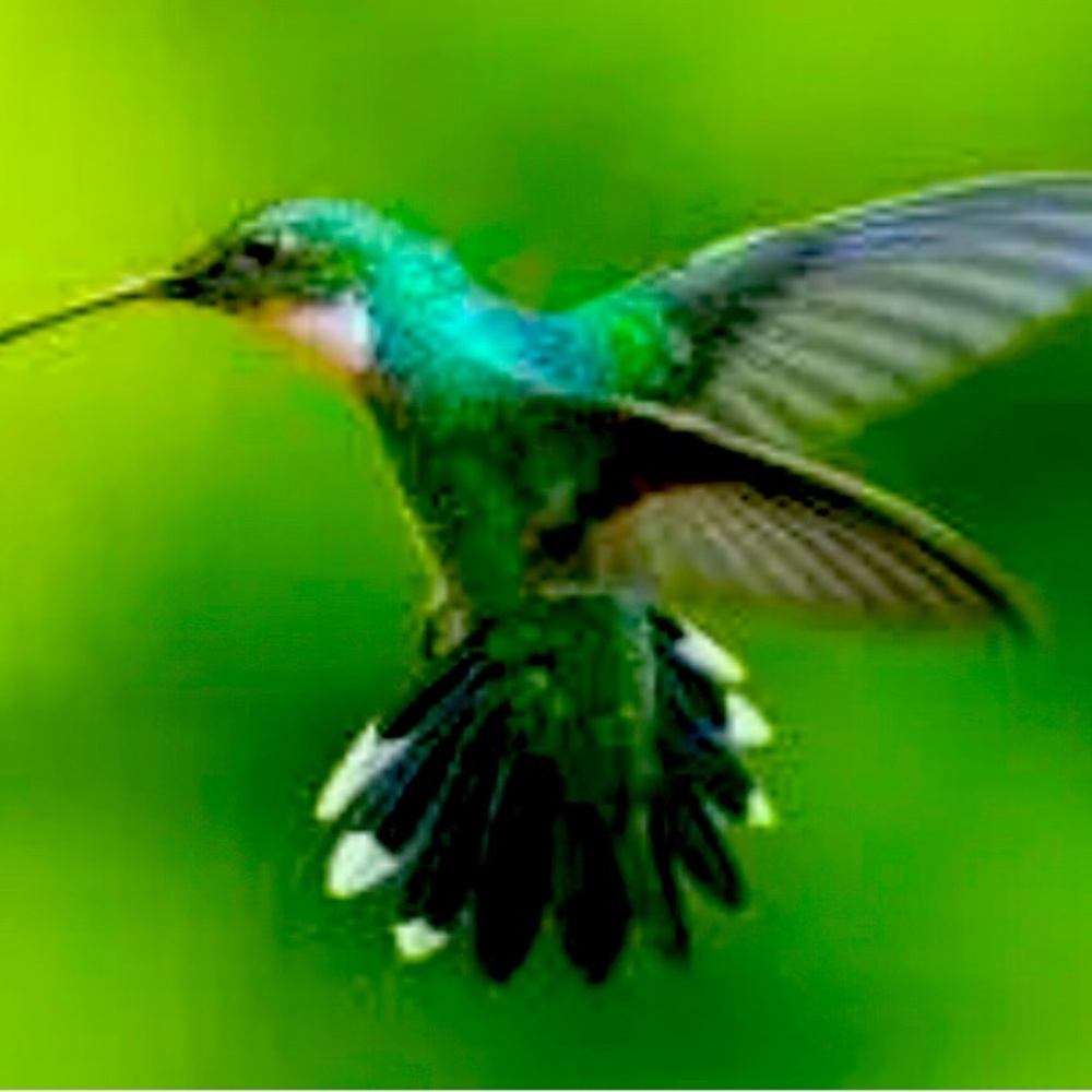 NOT FOR SALE 
Meet your posher, Peggy.